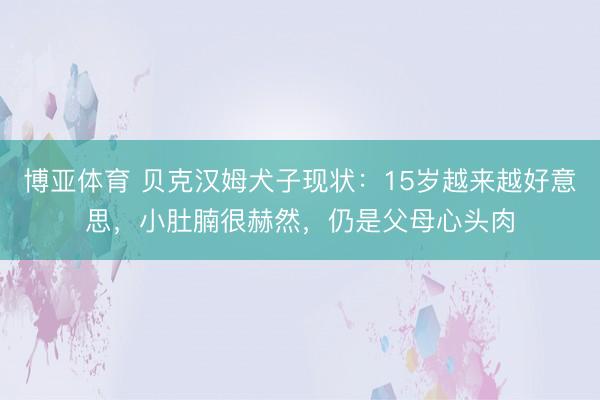 博亚体育 贝克汉姆犬子现状:15岁越来越好意思,小肚腩很赫然,仍是父母心头肉