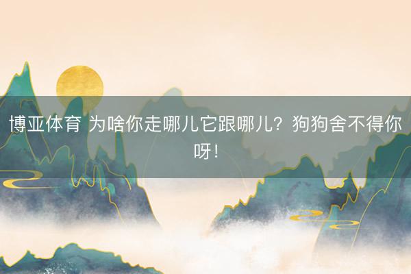 博亚体育 为啥你走哪儿它跟哪儿？狗狗舍不得你呀！